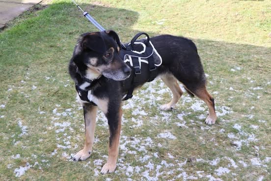 Pawprints2F's tweet photo. Manchester

7 year old Bobo is a large lad (around 18kg) with a huge love for people❤️
He enjoys being outside, exploring the world or just relaxing in the garden🌳
He is looking for adopters to help with his confidence.
Bobo can live with larger dogs 🐾

https://t.co/UKATK6O6W4 https://t.co/FnbAQAmbZw