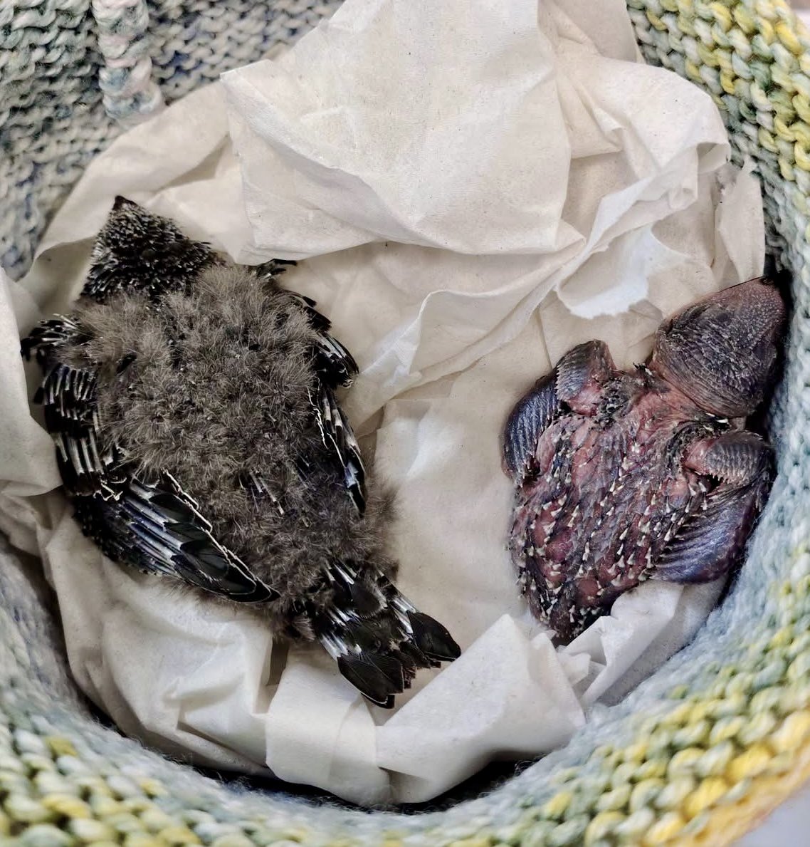 FollyWildlife's tweet photo. 1/4 This little &amp; large duo are our first Swift chicks of the season!

Coming from separate nests, these 2 will be with us for a few months until they're ready to return to the wild.

Swifts are very specialised birds. Even as adults, in care they will never feed themselves. In… https://t.co/CQ5m7FuDLM