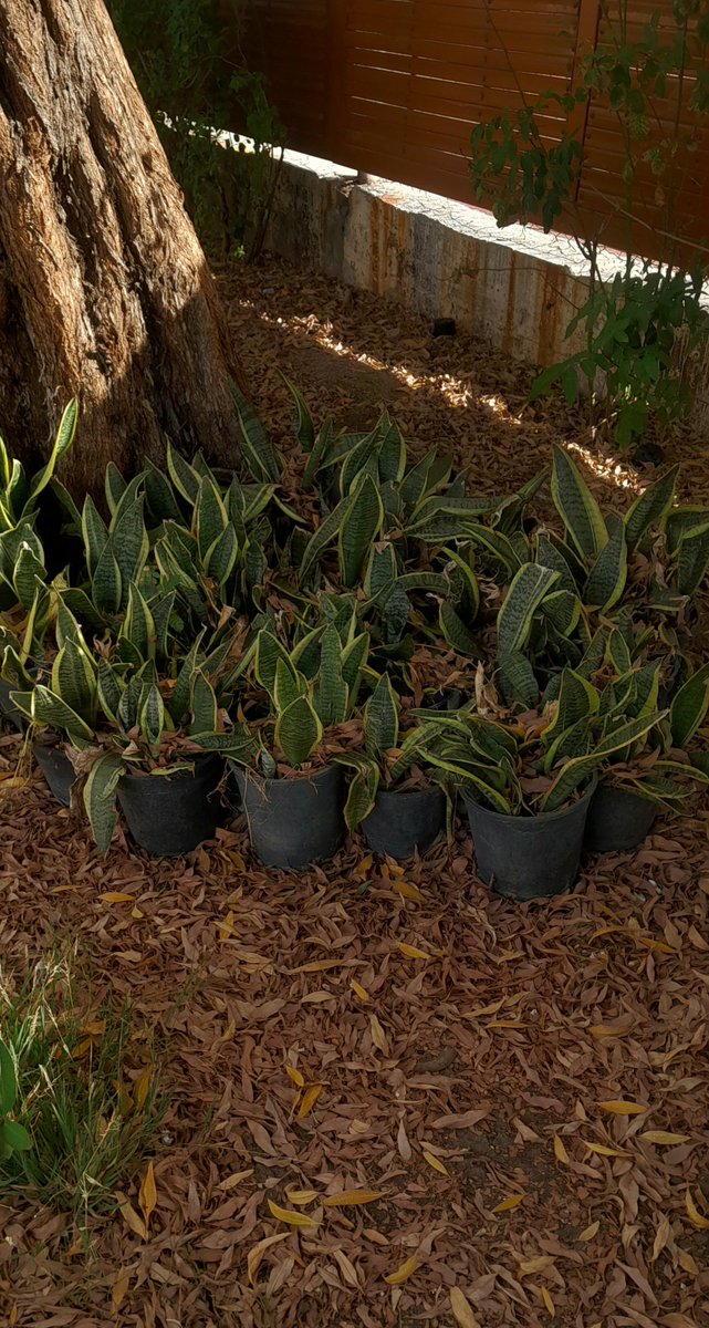 hudaskd's tweet photo. مثل جميل الكفو في بطن الردي 🌱 https://t.co/iKFe7WqhKS