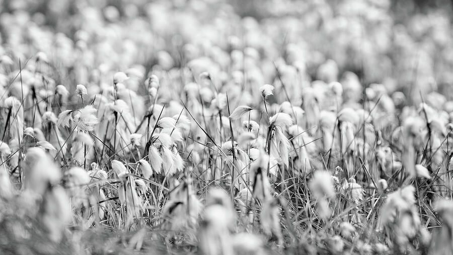 joancarroll's tweet photo. Field of Arctic Cottongrass Iceland! https://t.co/dGbOYCevEs #cottongrass #flower #plant #iceland #arctic #blackandwhite #blackandwhitephotography #softfocus #plantlife #landscape #FAArtist #buyart #HomeDecor #wallart #artforsale #artstore #travel #travelphotography #wallartforsale #giftideas @joancarroll