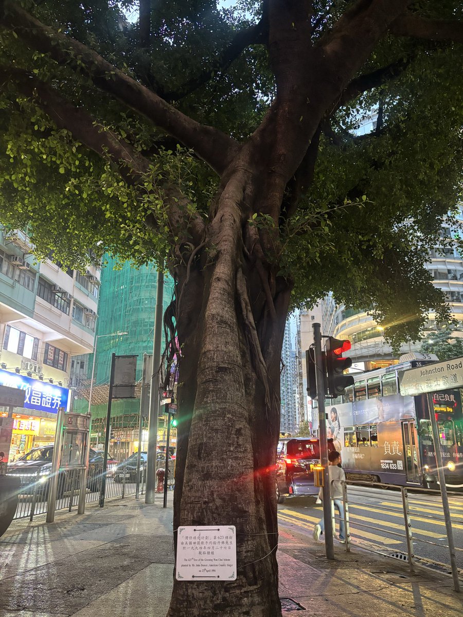 ChineseCheese's tweet photo. Saw the tree that John Denver planted in Hong Kong https://t.co/5WBcWGdqwl