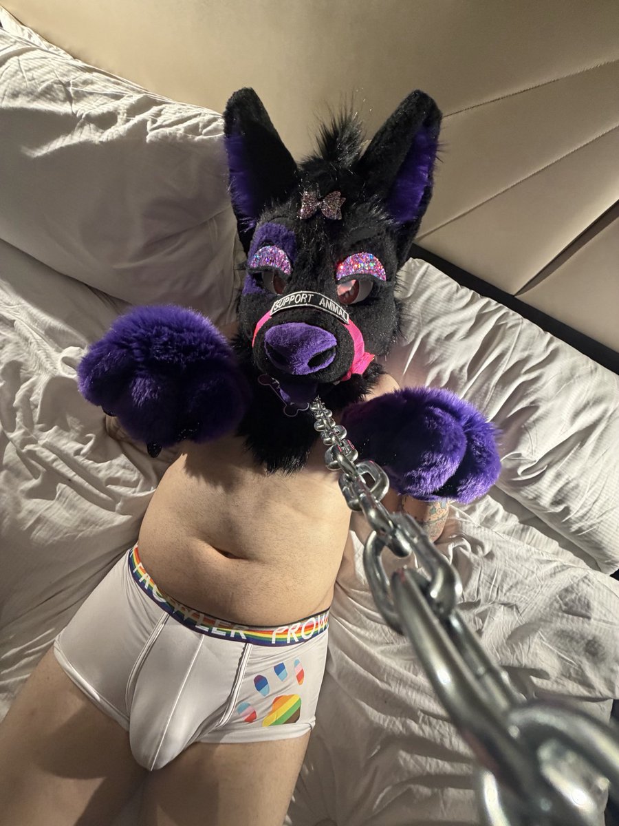 TylerWusky's tweet photo. The puppy is packing~ 👀💜🐾 https://t.co/9UTcLwBzQC