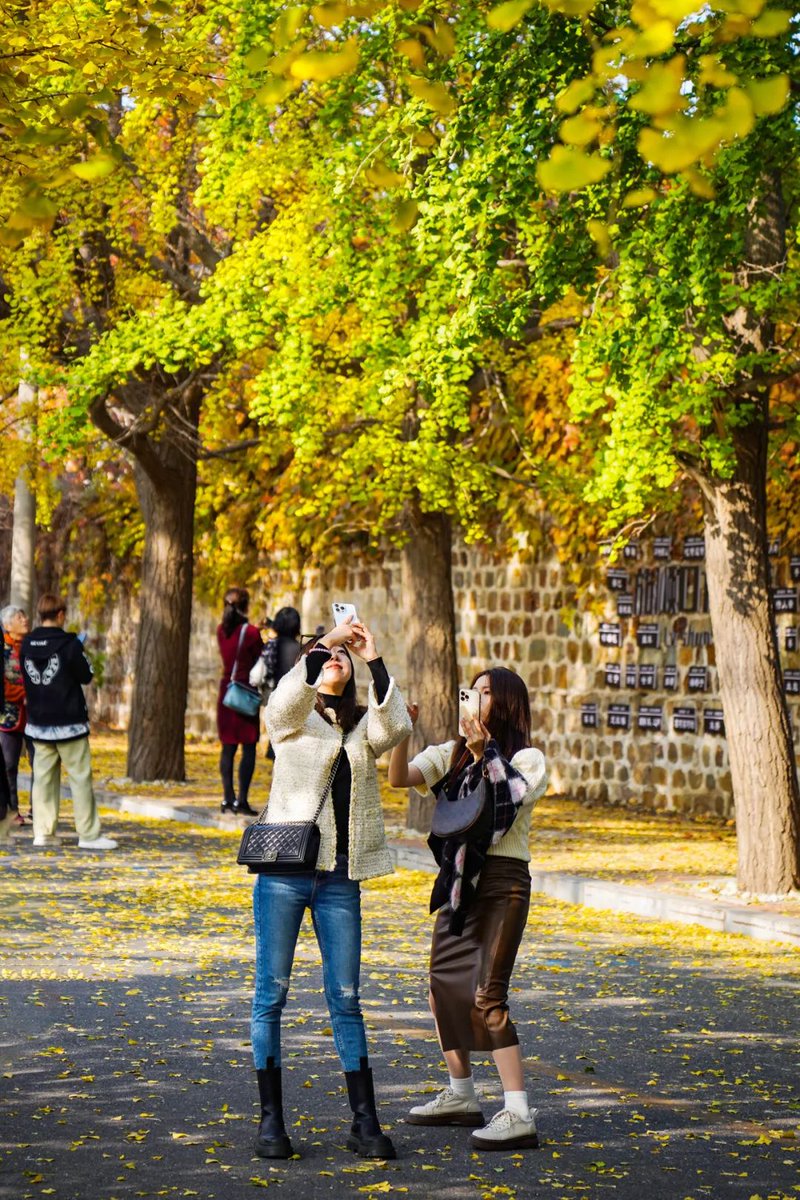tkouma222's tweet photo. Campus Photography Club's autumn outdoor shooting activity kicks off this Saturday! Bring your favorite camera, capture golden fall vibes with fellow shutterbugs, and enjoy free hot drinks after the shoot. Sign up via the link in bio~ https://t.co/KQju8FrTa6