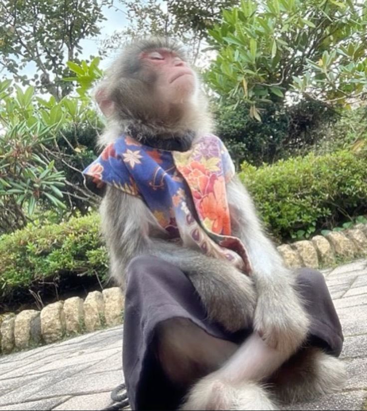 Contextmonkeyz's tweet photo. Inner peace https://t.co/ru8pMyONX4