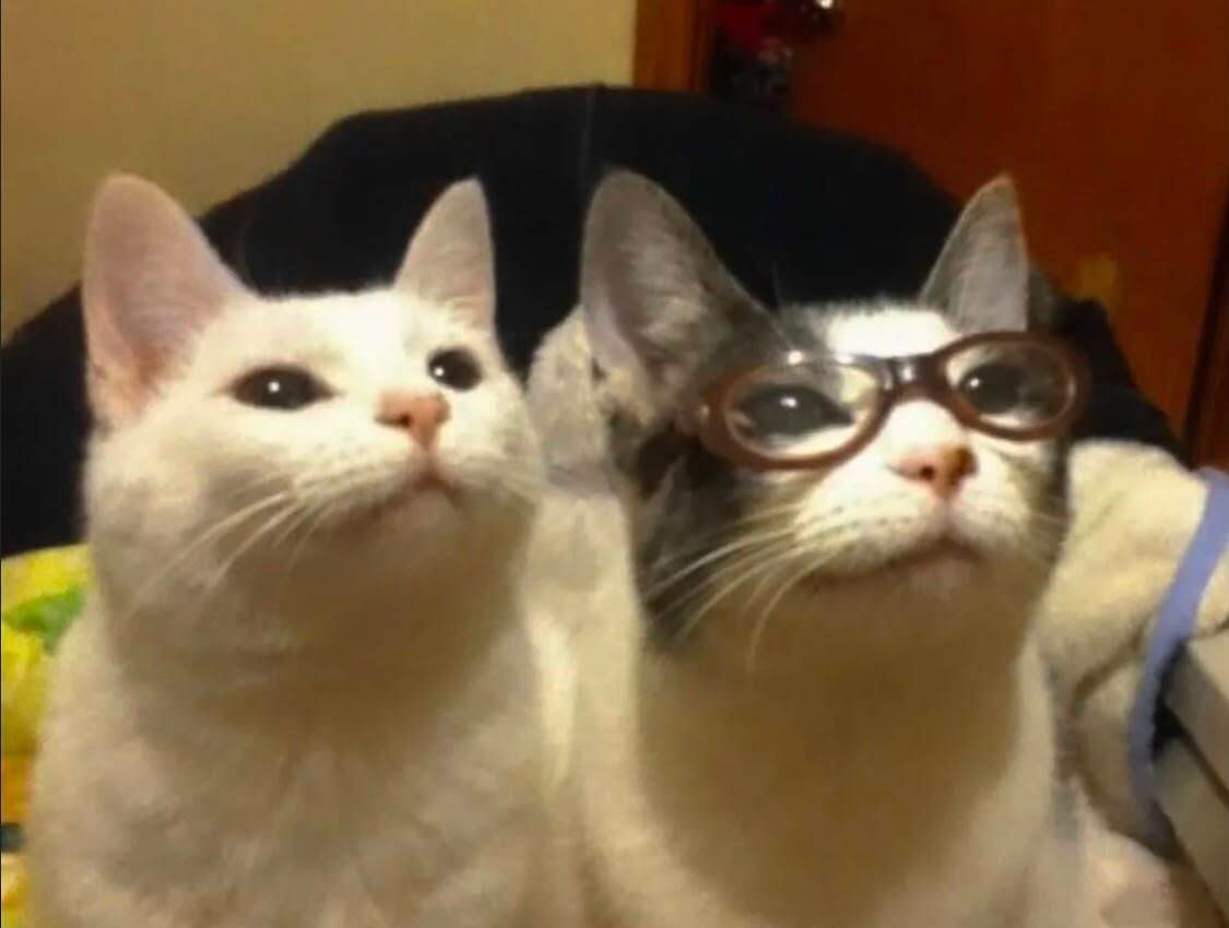 BFrog__'s tweet photo. yo y mi bro https://t.co/JO6dvMaYxY