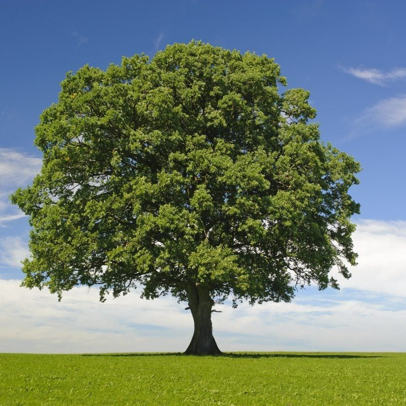 Tree tweet media