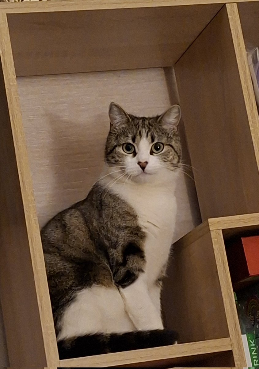 semargll's tweet photo. @NoCatsNoLife_m @katMotja Моя красавица.
😻😊 https://t.co/AdaXM6Shhp