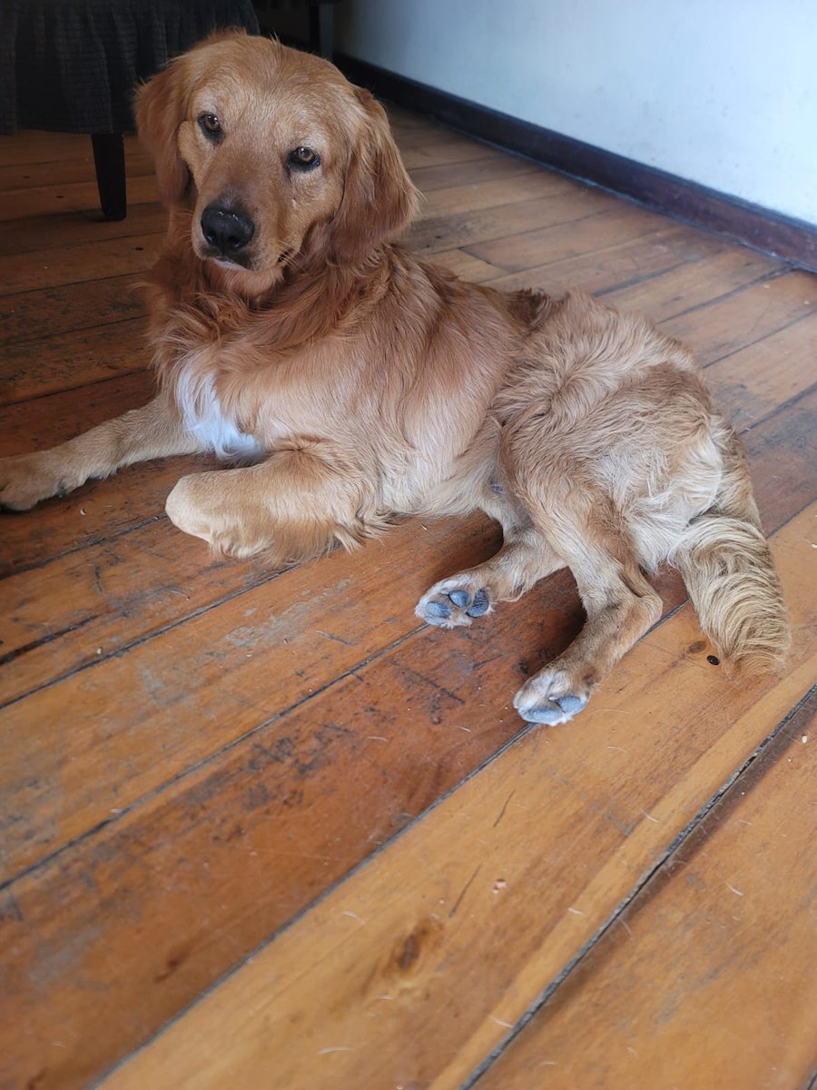 peluditoscuenc's tweet photo. NOS ENVÍAN

Perrito encontrado en Totoracocha, buscamos a sus dueños.. cualquier información 099861322

#CUANTOCUESTAUNAPLACA?
#PONLEPLACA
#CompartirEsAyudar

Marty 🐾 https://t.co/27PvIHONRk