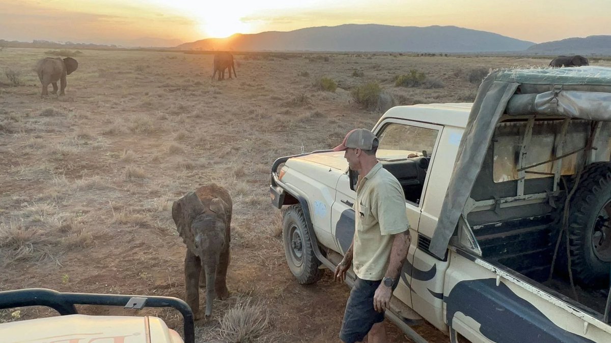 _Georgeobeid's tweet photo. A Lost Elephant Calf’s Emotional Reunion with her Family Pure Joy

#Wildlife #DiebO37 

🔗https://t.co/eBWjfb9bOX

#AnimalBehavior #Elephants #Conservation https://t.co/k0Z9r2SYK5