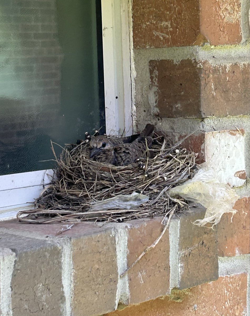 QuasarManiac's tweet photo. I'M OFFICIALLY A GODFATHER TO A HEALTHY BABY MOURING DOVE (apparently the mama has been sitting on her chud son this WHOLE TIME and I never noticed...) https://t.co/VljmsotBob