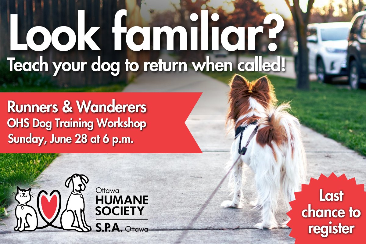 ottawahumane's tweet photo. Does your dog pretend you don't exist when you call them?

Sign up for our single-session Runners &amp; Wanderers workshop on June 28, led by a certified dog trainer, and learn how to get your dog to return quickly when called.

Last chance to register: https://t.co/rqwtkLNjRd https://t.co/tqFA10R4V0