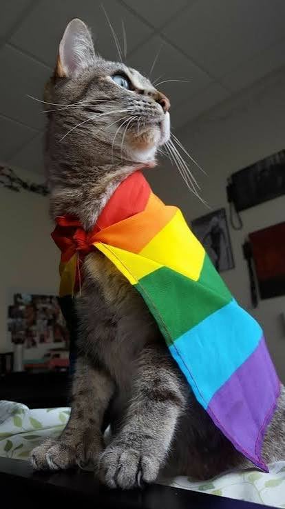 virtualfighterx's tweet photo. @_Profesor______ Vamos por partes: soy Un Gato Cualquiera…Gracias https://t.co/sSSvD7gAQb