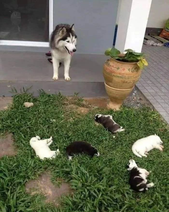 twaniimals tweet picture