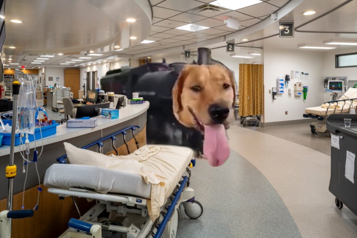 traindogmemes's tweet photo. @luminaries Train dog saves lives https://t.co/F57rFmFiCC