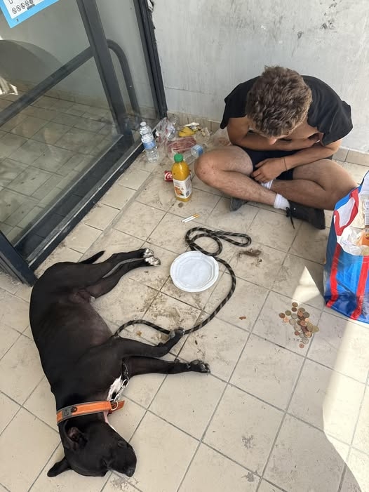 BRINDILLE851's tweet photo. l'entraide à Juvisy-sur-Orge  ·
Roxane Ln 
Bonjour j’ai rencontré un jeune homme aujourd’hui dans la rue piétonne devant Aldi avec son chien. Ce jeune homme est à la rue et a besoin d’aide notamment pour de l’eau et à manger ainsi que pour son chien … je lui ai acheté un pack d’eau ainsi que quelques petites choses pour se nourrir. On lui a apparemment volé son sac avec ses vêtements. Si quelqu’un a des short et tee shirt en taille M vous pouvez lui déposer au parking qui se situe côté Seine où il y a les bus