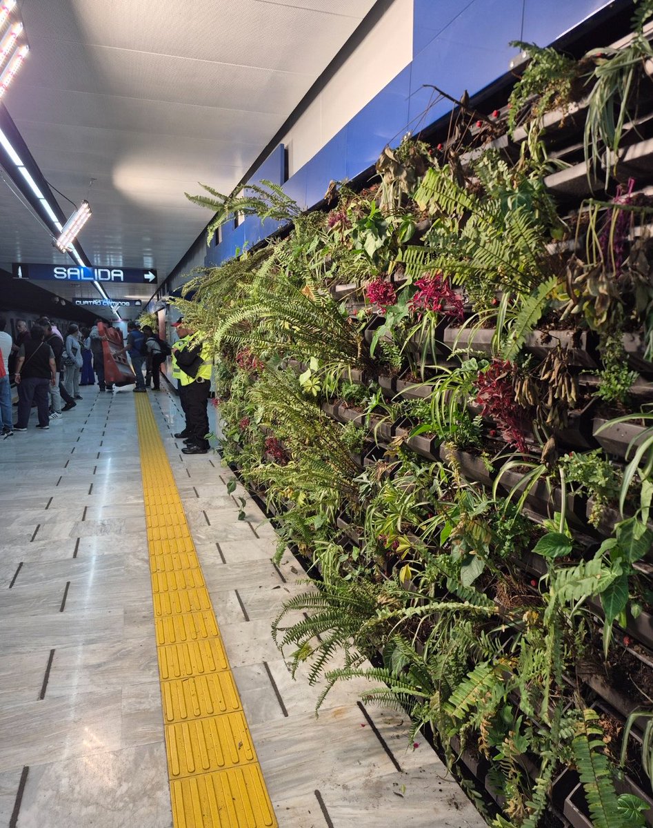 DanyAlvarezca's tweet photo. 9.3 millones de pesos ¡nos costó este "hermoso" follaje!
¡$140 mil pesos ¡por metro cuadrado! "embellecer" la Ciudad, ha sido el mejor negocio de @ClaraBrugadaM https://t.co/e30InsJ9Nc