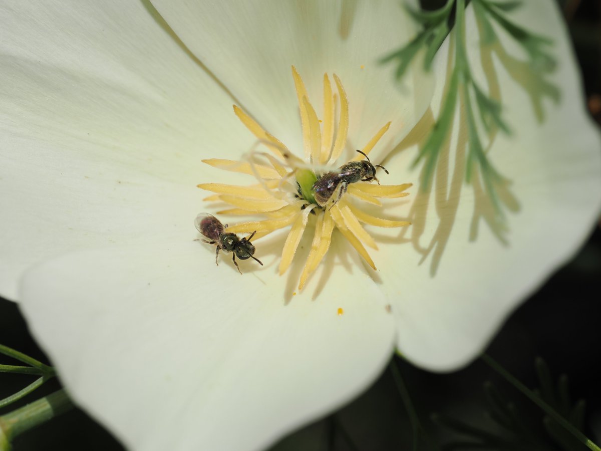 sfbaybees's tweet photo. Double the Dialictus. It's rare that there are enough little metallic sweat bees in one spot to create a traffic jam, requiring them to politely wait for their turn, but it does occasionally happen. [Alameda, CA 6-23-26] #bees #nativebees #pollinatorweek https://t.co/CPmkUqsrYw