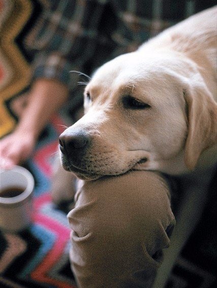 DiloConPerritos's tweet photo. Adoro las mañanas tranquilas y sin prisa ☕️ https://t.co/NkEOaAl1RL