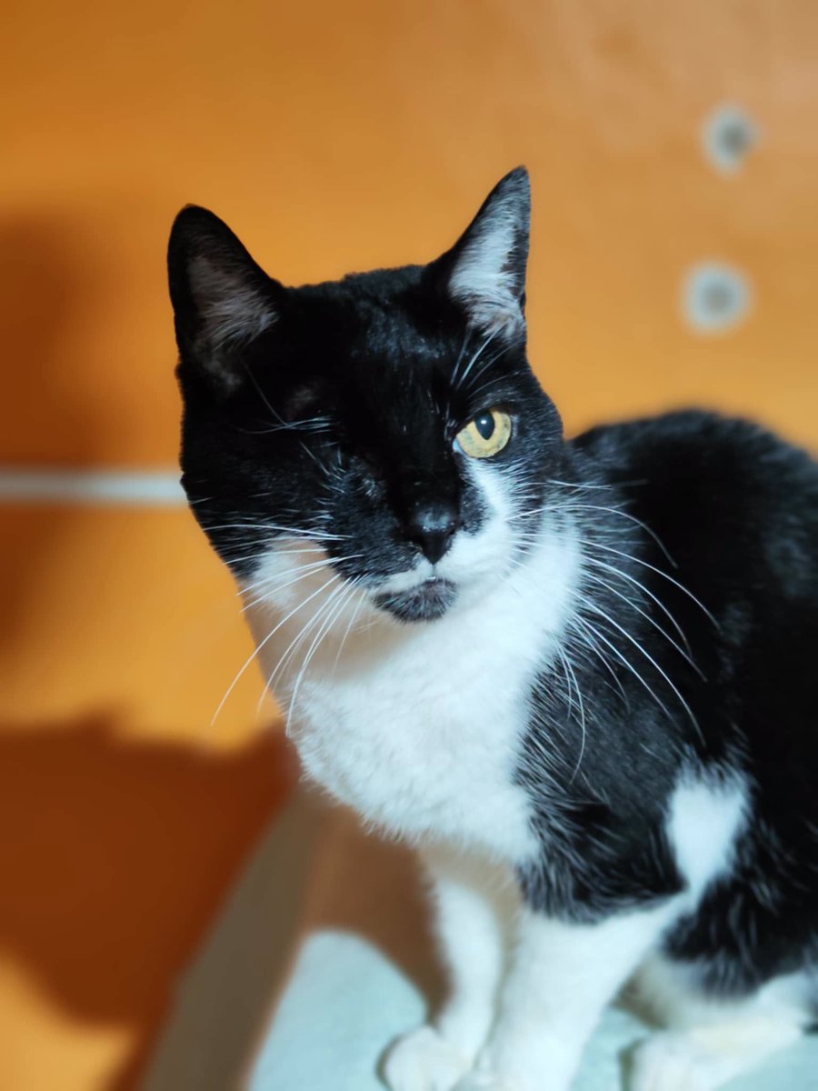 SosAbuelos1's tweet photo. #SEGOVIA
#ISI tiene 14 años. Vivía junto a otros gatos en una universidad hasta que los echaron

Pasó por quirófano, tenía un glaucoma y muchos dolores... no pudieron salvar el ojito, pero ya está recuperada

Puede viajar

Contacto: gatunayfelina@hotmail.com https://t.co/ziIdag5Wya