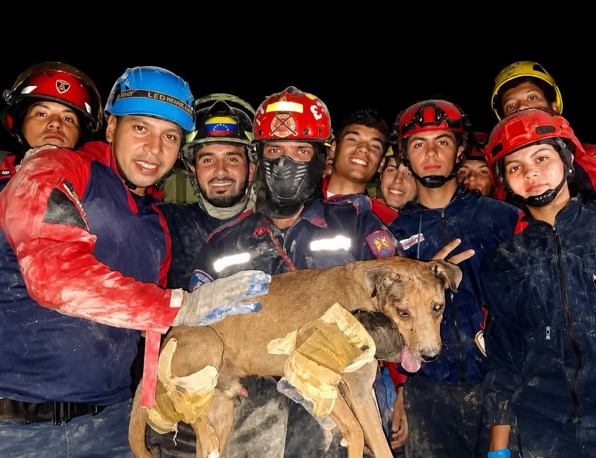 Sabueson's tweet photo. Siguen #rescatando perritos en el #terremoto en #Venezuela mucha #fuerza para los #HermanosVenezolanos ♥️🙏

Entre el silencio de los escombros y la incertidumbre de una tragedia que ha golpeado a tantas familias en Venezuela, una pequeña vida volvió a encontrar esperanza. https://t.co/BY3dF7KlZP