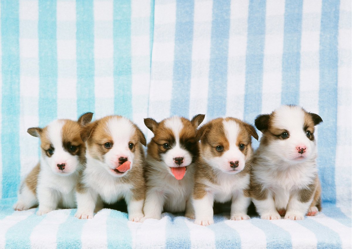 RealPetStore's tweet photo. Bringing home a #puppy is exciting—but without preparation, it can be chaotic. Puppy-proofing your home means removing hazards, securing valuables, and creating safe zones for exploration. #Puppies #PuppyProofing #NewPuppy

Read more here: https://t.co/njzJ98KeGo https://t.co/0Uc5wOKrZN