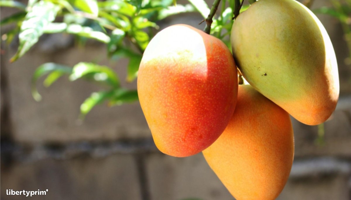 hombredeltiempo's tweet photo. Floración del #Mango en #Piura se estima en apenas 5% en la última semana de junio.
Esta drástica caída determinará una severa reducción en la producción de la fruta, de la cual nuestra exportación procede en casi un 80% de la Región #Piura.
La razón las altas temperaturas mínimas. 
#ElNiñoCostero