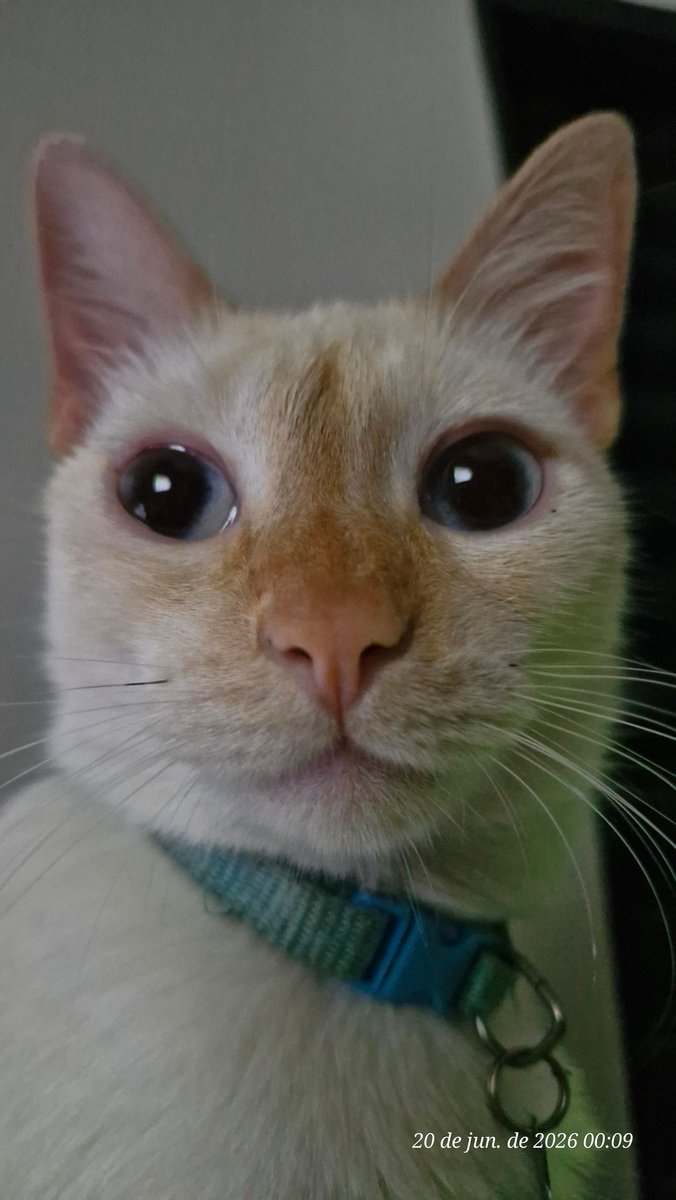 FunTiimeFoxy's tweet photo. https://t.co/2BsNlxQcka