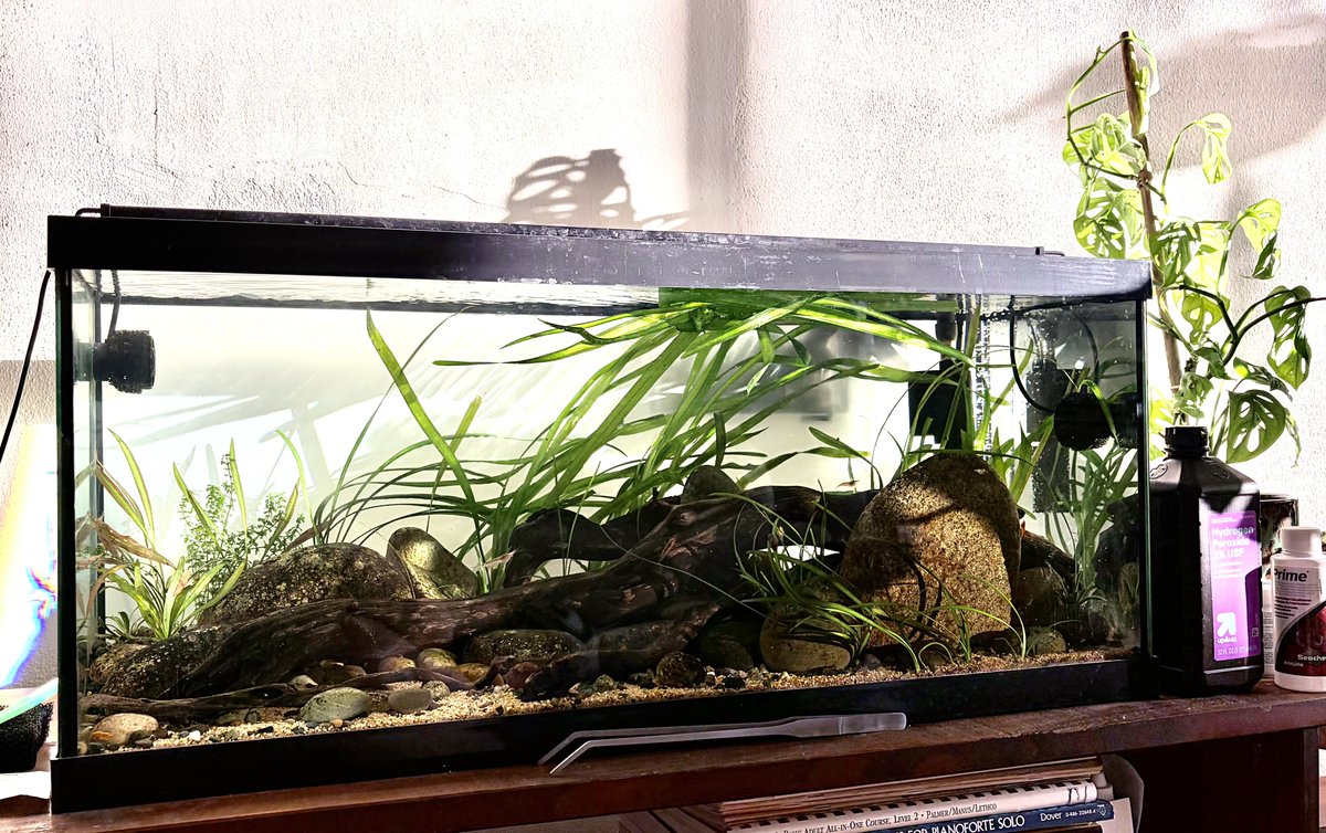 mee___maw's tweet photo. I am so glad I had my Japanese grandpa, he taught me "遊ぶ" which means to enjoy oneself.  I enjoy myself through my "水槽" (aquarium).  It's a bit of a culture shock for Americans when they hear these things, it’s why Japan will always be my second home! https://t.co/WaF4RyxyWs