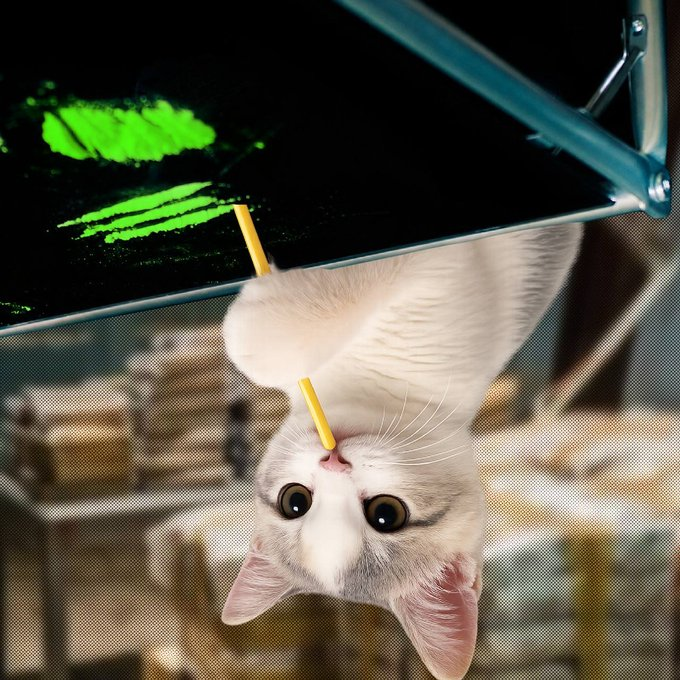 Official67Token's tweet photo. @Fresh_ToD3ath @MoonPieJoe @upsidedowncabal das my upside down cat!! https://t.co/6rpYYfBMO8