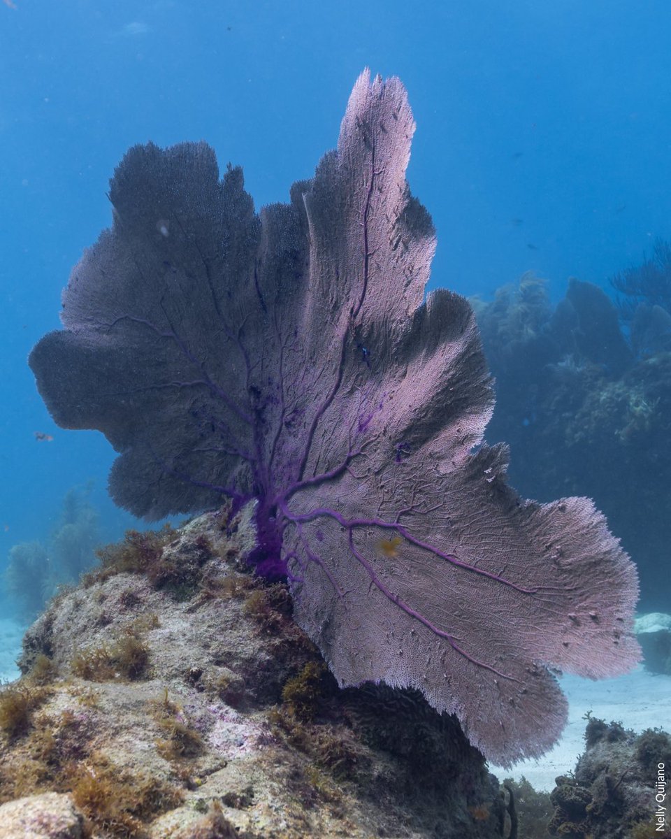 oceana's tweet photo. The colors of Mexico’s Campeche Bank are stunning! 

Oceana’s expedition here in 2024 found that, despite some stress &amp; disease, these coral reefs remain healthy — a hopeful sign for their recovery and a reminder of why conservation matters. 

Learn more: https://t.co/QkzVqTVvbN https://t.co/VsCXOAhmU7