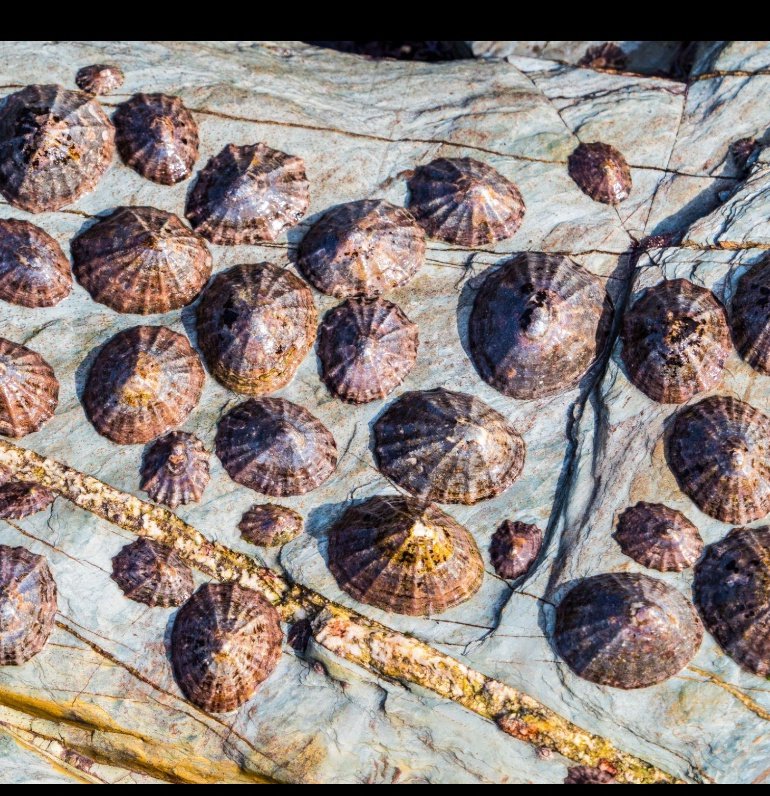rald4l's tweet photo. こんにちは、日本🇯🇵

この貝をご存じですか？

「カサガイ（Limpet）」という貝で、世界中の岩場の海岸に生息しています。

面白いことに、ポルトガルのマデイラ島などでは、この貝を岩場で採って、そのまま炭火や熱した岩の上で焼いて食べる伝統があります。

味付けはとてもシンプルで、ニンニク、バター、レモンだけ。

磯の香りと濃厚な旨味が引き立ち、アワビやサザエを思わせるような食感だと言われています。

自然とともに受け継がれてきた、とても魅力的な海辺の食文化ですね。

日本の皆さんは、一度食べてみたいと思いますか？😊
