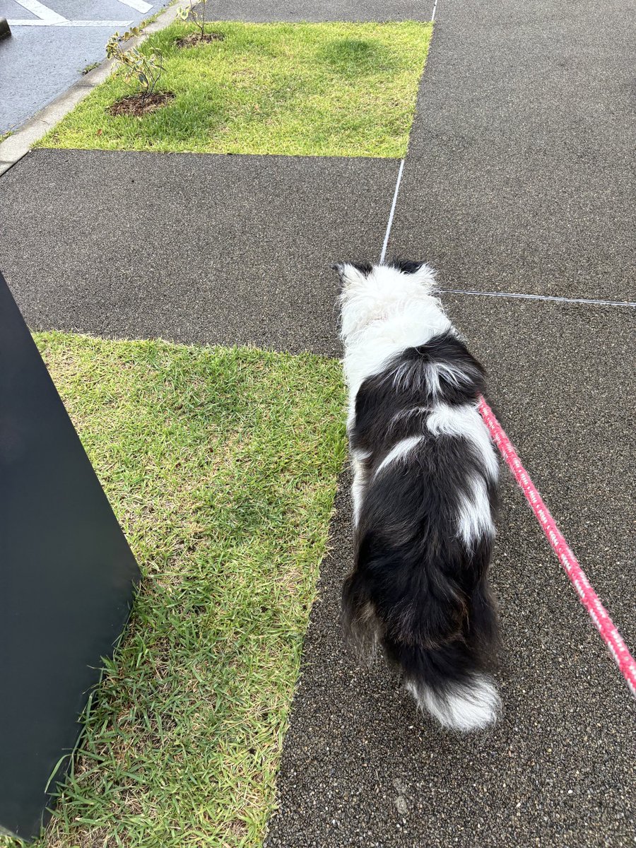 zen40's tweet photo. 6/27 朝ん歩に行って来ました🐶

8：30発　60分の旅　🐕🚶

水族館ルート🐠

雨上がりの草むらに
顔を突っ込むから
顔と足がビチョビチョ💧

アカペラ音頭を
🏮🏮🏮🏮🏮
口ずさみながら
ひと回り🤣

#かんきち https://t.co/ptIY6HRlPP