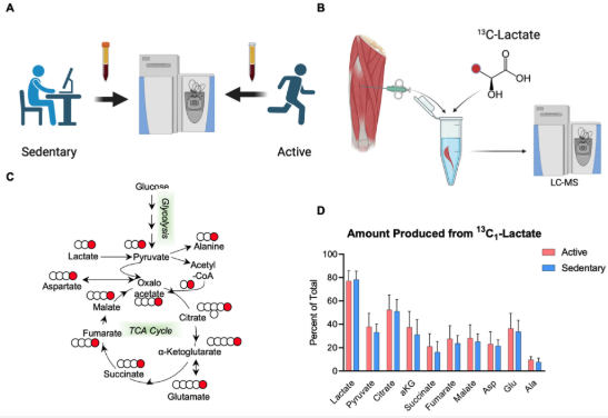 dantawfik's tweet photo. Being sedentary isn't just being out of shape. It's a mitochondrial disease.

A new study from Iñigo San Millán's @doctorinigo lab measured what happens inside muscle cells when people stop moving. The results show sedentary individuals have the same coordinated cellular dysfunction you'd see in metabolic disease—even when they're otherwise healthy.

Researchers compared nine sedentary and ten physically active healthy males using skeletal muscle biopsies, high-resolution respirometry, metabolomics, isotope tracing, and cardiopulmonary exercise testing. The sedentary group showed coordinated reductions across every component of mitochondrial substrate handling.

Complex I respiration was 36% lower. Complex II was 28% lower. Total electron transport system capacity was 34% lower. ATP-synthase-coupled respiration was 30% lower. These aren't subtle shifts—they represent broad depression of oxidative phosphorylation capacity in otherwise healthy adults.

The most striking finding was a 49% reduction in mitochondrial pyruvate carrier 1 (MPC1) expression in sedentary individuals, alongside a 37% decline in pyruvate oxidation. MPC1 is the transporter that moves pyruvate from glycolysis into the mitochondrial matrix for oxidation.

GLUT4 expression—the glucose transporter at the cell membrane—was identical between groups. So glucose uptake into the cell was preserved, but the downstream step of getting pyruvate into mitochondria for oxidation was dramatically impaired. This creates a metabolic bottleneck.

When the researchers traced 13C-labeled lactate through metabolic pathways, sedentary muscle showed 40% less citrate labeling and 35% less malate labeling. Lactate-derived carbon wasn't entering the TCA cycle efficiently, confirming that the pyruvate transport deficit has functional consequences.

Fatty acid oxidation showed parallel impairments. CPT1 activity—the enzyme that transports long-chain fatty acids into mitochondria—was 51% lower in sedentary individuals. Palmitoylcarnitine-supported respiration was 35% lower. Octanoylcarnitine was 32% lower.

Sedentary muscle also showed lower cardiolipin content, particularly tetralinoleoyl cardiolipin (L4CL), the dominant molecular species required for organizing respiratory supercomplexes and maintaining efficient electron transfer. When cardiolipin composition is disrupted, electron flow becomes less efficient and ROS production increases.

Reactive oxygen species production per unit of O2 flux was higher in sedentary individuals, particularly after mitochondrial inhibition. This suggests either greater electron leak from the respiratory chain or lower mitochondrial antioxidant buffering capacity. The study design can't distinguish which.

During incremental exercise testing, sedentary individuals showed 38% lower VO2max, 35% lower fat oxidation, and blood lactate accumulation that was over 60% higher at moderate workloads (125W and 150W). The metabolic inflexibility observed at rest translated directly to whole-body exercise performance.

The correlation structure is what makes this study compelling. Resting mitochondrial pyruvate oxidation correlated with exercise fat oxidation (r=0.65, p<0.01). MPC1 expression correlated with fat oxidation during exercise (r=0.71, p<0.001). Blood lactate during exercise correlated inversely with MPC1 (r=-0.73, p<0.001).

In active individuals, fat oxidation and lactate showed nearly perfect inverse coupling during exercise (r=-0.99, p<0.001), reflecting efficient substrate switching. In sedentary individuals, lactate rose sharply even at low workloads while fat oxidation remained suppressed—a clear signature of metabolic inflexibility.

The crossover point between fat and carbohydrate oxidation occurred at significantly lower workloads in sedentary individuals. They transitioned to glycolytic metabolism prematurely, accumulated lactate earlier, and couldn't sustain fat oxidation across the intensity range that active individuals handled efficiently.

This creates a noninvasive diagnostic framework. Blood lactate above 2.5 mmol/L combined with fat oxidation below 0.4 g/min during moderate exercise (50-60% VO2max) may serve as an early physiological signature of subclinical mitochondrial dysfunction, detectable years before overt metabolic disease.

The preserved GLUT4 alongside reduced MPC1 is the outstanding differential observation. A generalized reduction in mitochondrial content would scale most mitochondrial proteins together. The selective 49% reduction in MPC1 (the largest effect in the study, d=2.1) suggests mitochondrial pyruvate entry may be disproportionately affected.

Whether this is causally upstream of broader mitochondrial decline or develops in parallel cannot be resolved by cross-sectional design. Future studies with direct mitochondrial content quantification (citrate synthase, mtDNA, electron microscopy) and longitudinal training/detraining protocols will be needed to establish temporal sequence.

From an evolutionary perspective, mitochondria were selected under near-constant physical demand. When that demand disappears, mitochondrial structure and function undergo coordinated downscaling. Sedentarism isn't a neutral baseline—it's a recent biological insult that produces measurable molecular atrophy.

The clinical implication is that cardiopulmonary exercise testing with lactate measurement (CPELT) can provide a scalable, noninvasive window into mitochondrial health. The ΔLactate + ΔFATox dyad captures both arms of substrate oxidation and maps directly onto the cellular pyruvate and fatty acid transport deficits identified in this study.

Sedentarism produces a coordinated reduction in tissue-level mitochondrial oxidative capacity, substrate-handling markers, cardiolipin abundance, and metabolic flexibility. Within that phenotype, the 49% MPC1 reduction alongside preserved GLUT4 and lactate dehydrogenases identifies mitochondrial pyruvate entry as a priority target for mechanistic follow-up.