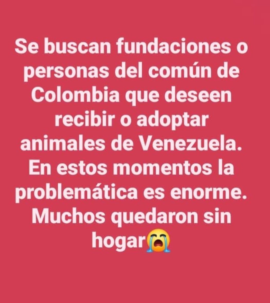 Marce_Tabares's tweet photo. #SOSPorVenezuela Estoy encontrando publicaciones buscando adoptantes o fundación en  Colombia que reciban perros o gatos de Venezuela. POR FAVOR! NO APOYEN ESO! Muchos de sus humanos pueden estar hospitalizados. Han pasado 48 horas. Es OBLIGATORIO esperar. Cómo los van a sacar del país así no más? Esto no es rescatar!