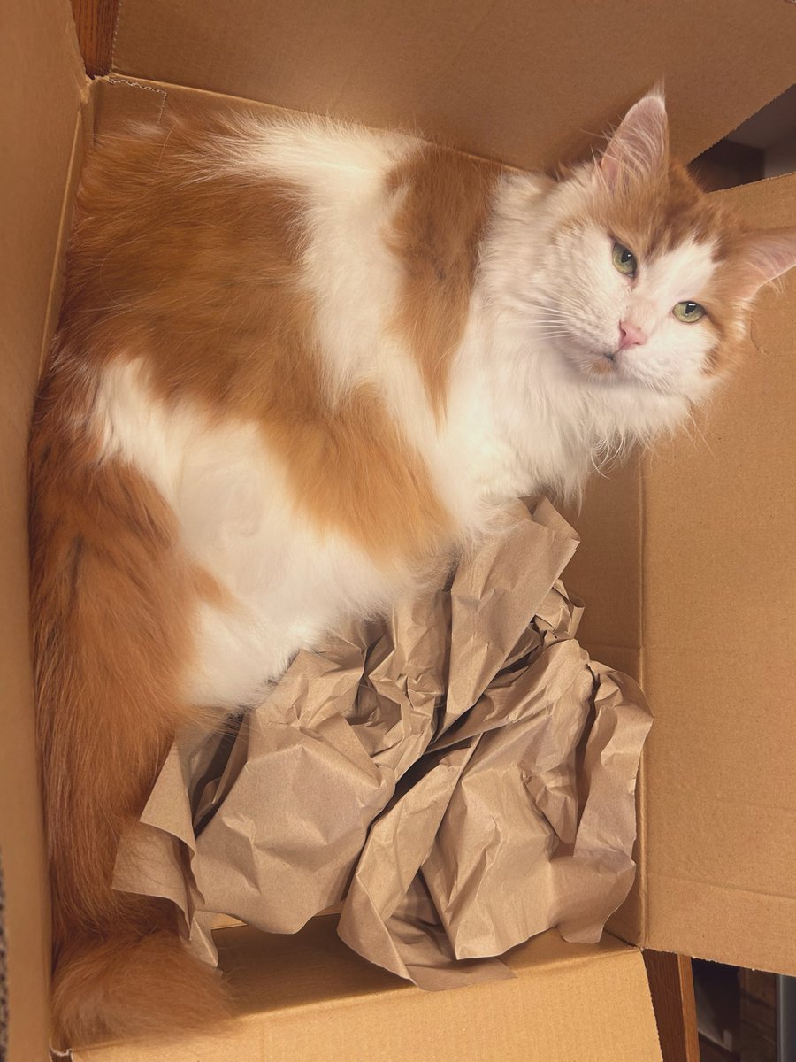 FZainRypvAlAZWL's tweet photo. どこに送ろうかな🤔
#猫のいる暮らし
#猫
#nyamazon https://t.co/hkHIhsZ1ef