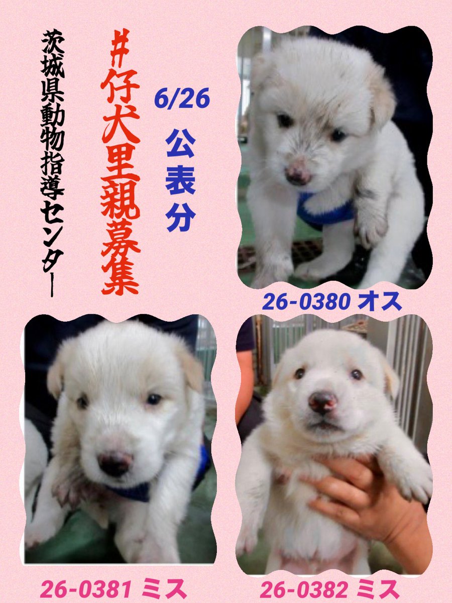 gollfe's tweet photo. #保護犬を家族に🙏🏻
🆘6/26茨城県動物指導センター 
🍀#仔犬里親募集
生後2~3ヶ月位のきょうだい仔犬
どうか、この子たちに
温かな家族とのご縁がありますように🍀🙏🏻
🍀譲渡希望者様へ
🔸センターから直接一般の方へのお渡しは無し
🔸登録ボランティア経由で譲渡を受けてください
♦️仔犬収容情報
🔹管理番号：26-0380（オス）
🔹管理番号：26-0381（メス）
🔹管理番号：26-0382（メス）
🔹収容場所：城里町下青山
🔹雑種・白・仔犬
https://t.co/swMwfEwVxJ