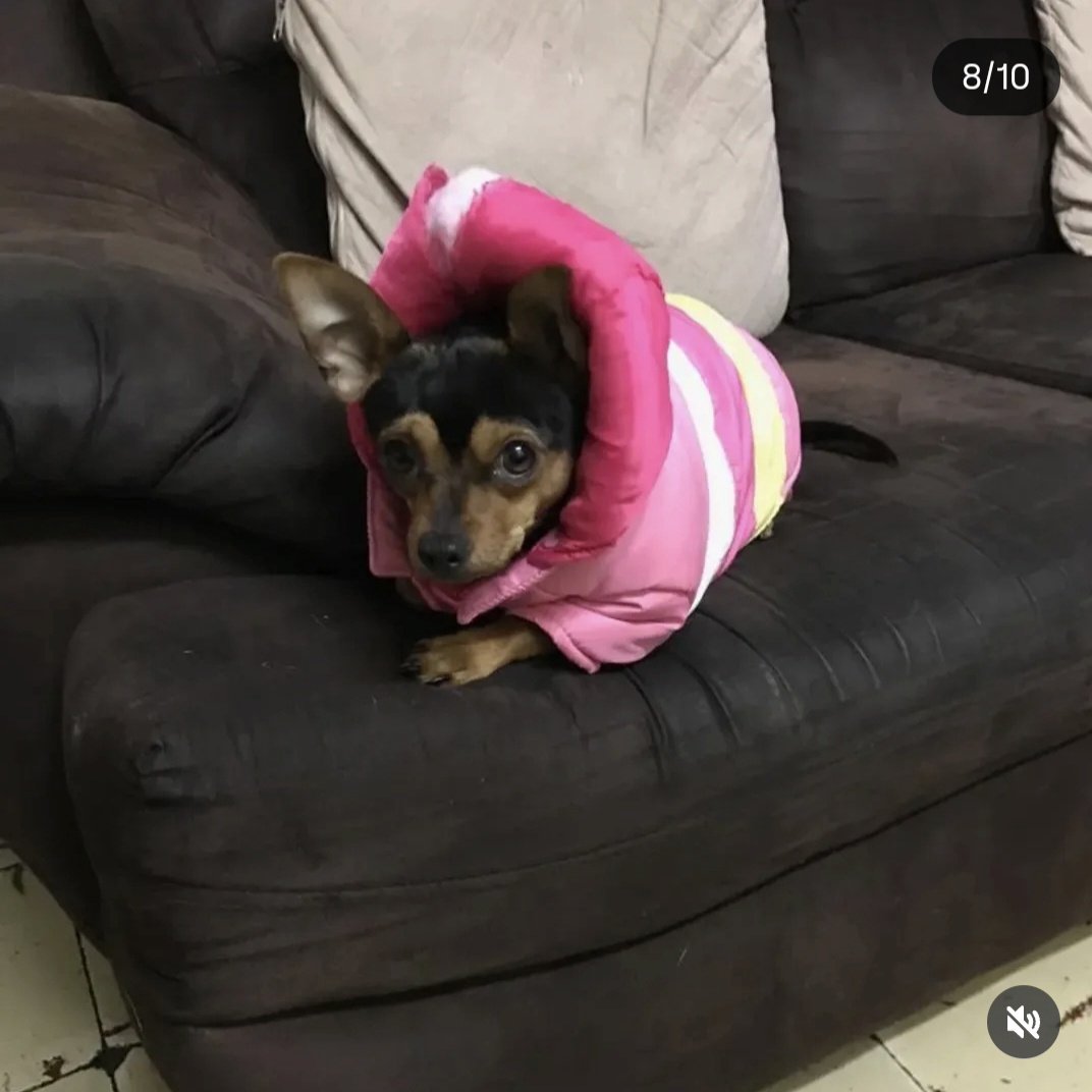 Milongas_'s tweet photo. Me saludas al viejo en el cielo, Decile que no hay dia que no lo recuerde.
Adios Pequeño tacuazin 🐾 https://t.co/Ryl0m283hS