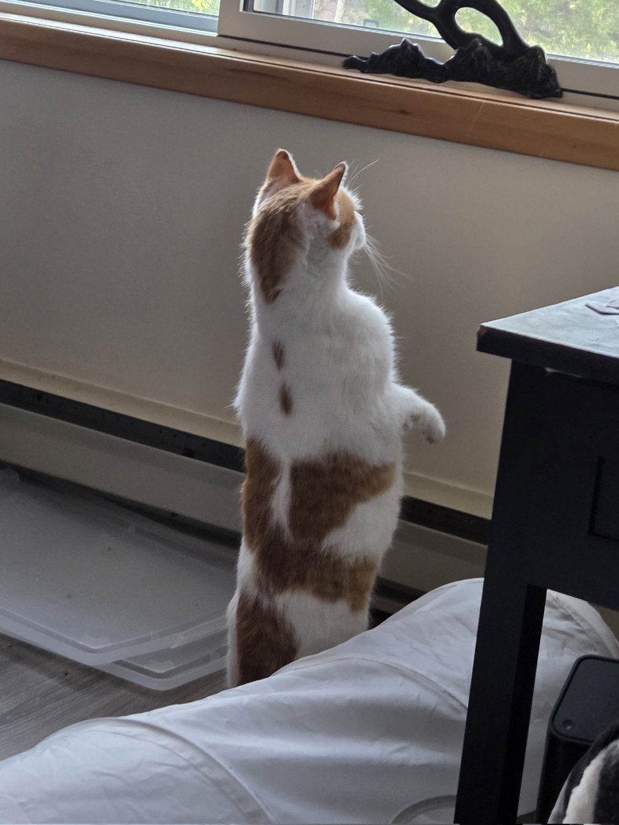 goodboynzo's tweet photo. he saw a pigeon https://t.co/EUGadHuzxg
