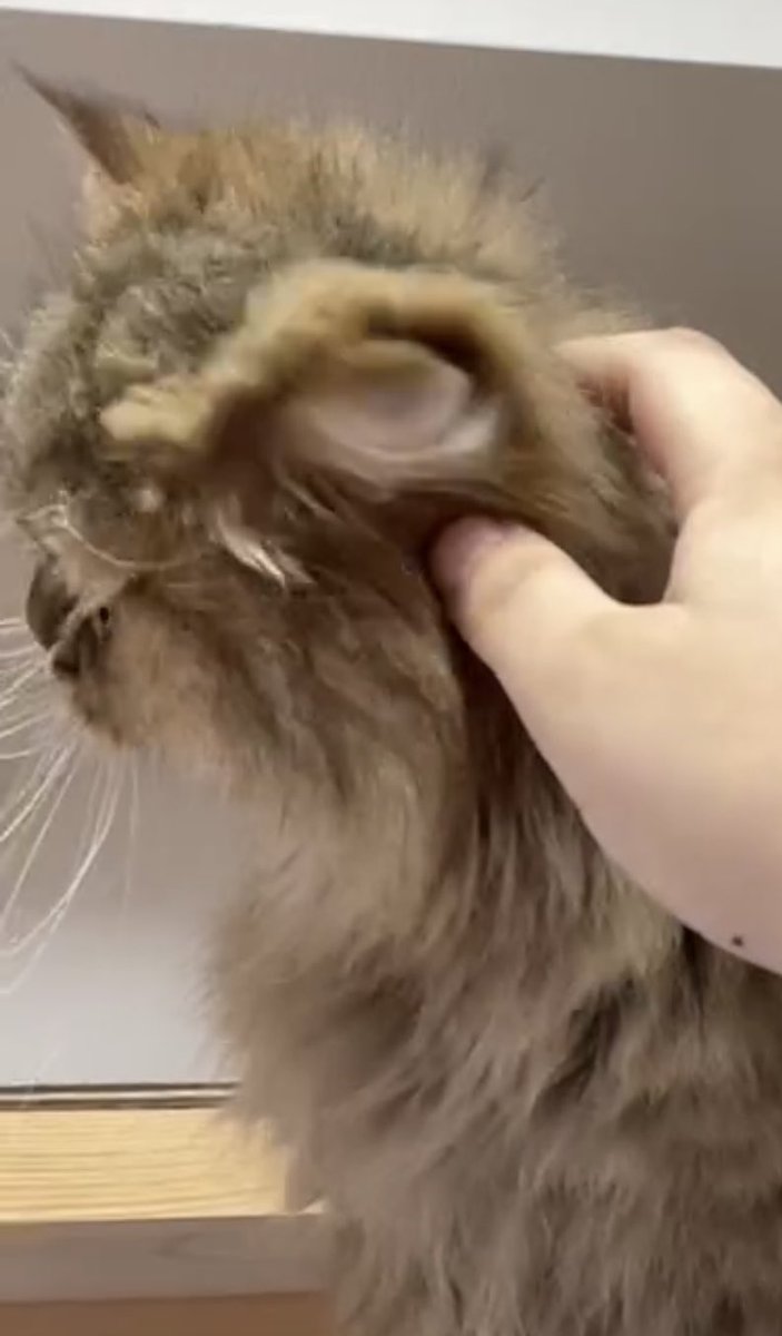 猫のたろう (@puritanaratarou) / Posts / X