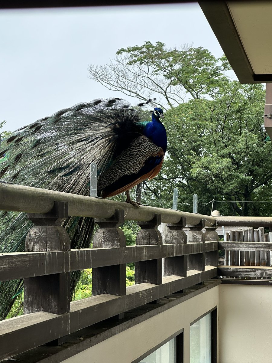 ChocoWaffl1004's tweet photo. リアル野鳥観察してきた https://t.co/f5P12VNQFT