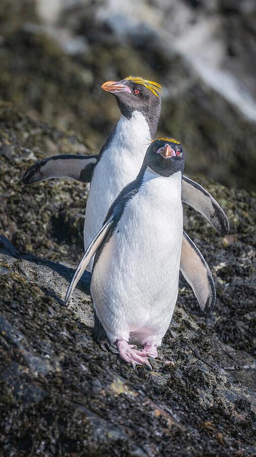 joancarroll's tweet photo. Two Macaroni Penguins on Rocky Terrain Elsehul Bay! https://t.co/vBo6ri7uEh #penguins #macaroni #southgeorgia #wildlife #wildlifephotography #birds #birdphotography #birdwatching #nature #animals #nature #pair #standing #buyart #wallart #artforsale #artstore #travel #travelphotography #wallartforsale #giftideas @joancarroll