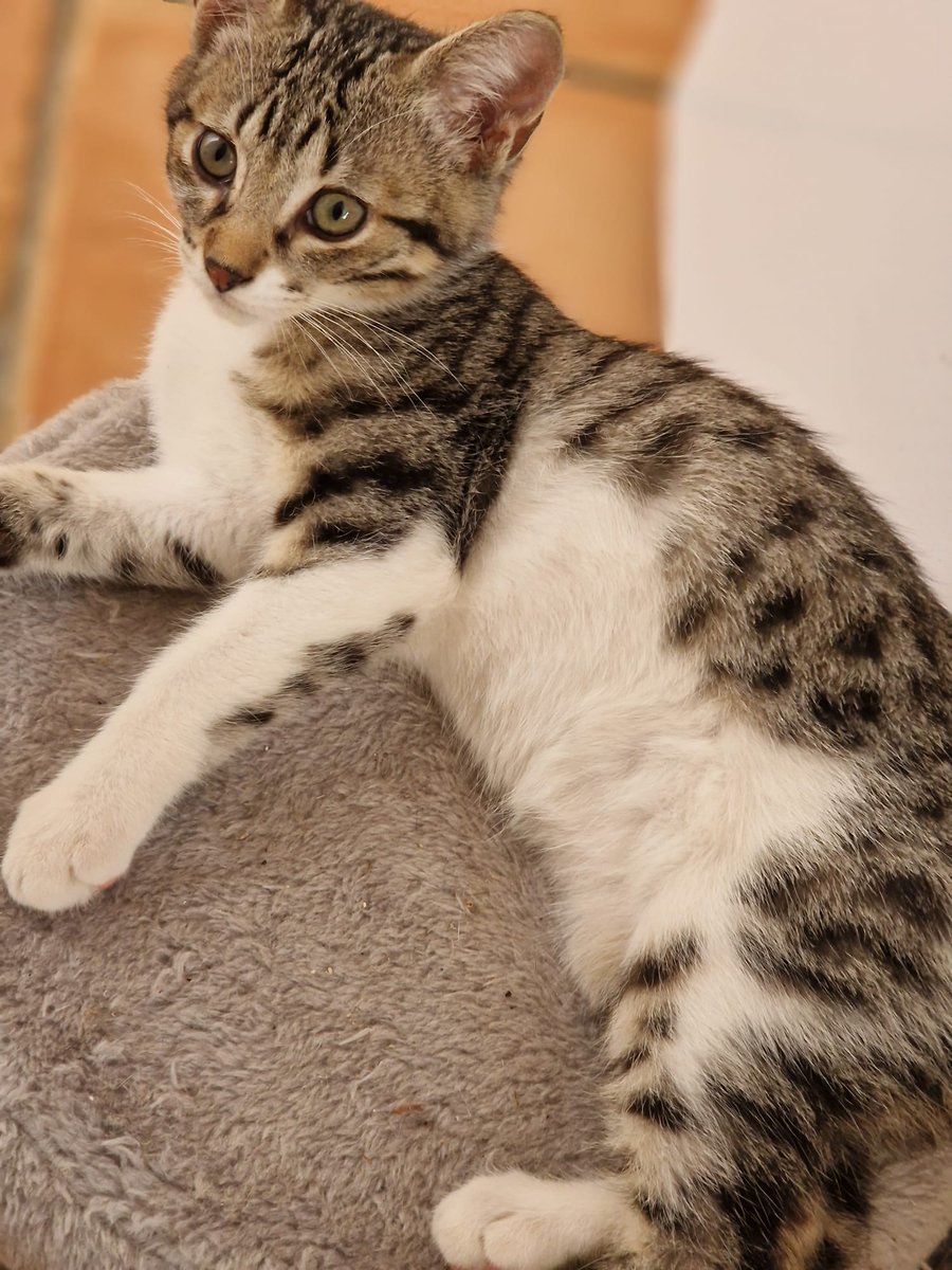 4catsVLC's tweet photo. Descarao!

Sushi tiene una cara dura... Es descaradisimo, muy simpático, diríamos que es "majete", y lo definiríamos como "buen rollito".

Este canijo roba corazones, es muy divertido 😃 
Tiene 3 meses
Si quieres darle una oportunidad, llámanos!

#Valencia contacto 635 12 78 55 https://t.co/ENkUjXedUD