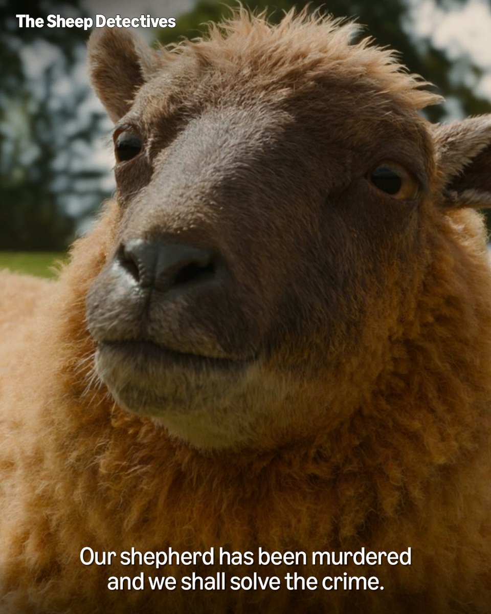 PrimeVideoCA's tweet photo. a flock of sheep 🤝 a whodunnit mystery

The Sheep Detectives is now streaming! https://t.co/H36wxYznss
