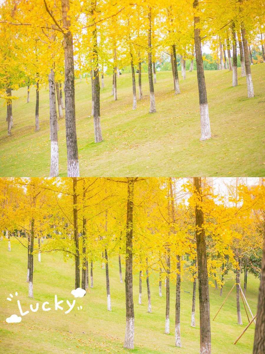 AlfredSiphe's tweet photo. [Our photography club’s weekend walk is here!  Capture city fall vibes with fellow shutterbugs this Sat 9am at Central Park. Sign up via link in bio—spots are limited! #PhotoClub #WeekendAdventure]， https://t.co/O10DIiCZ35