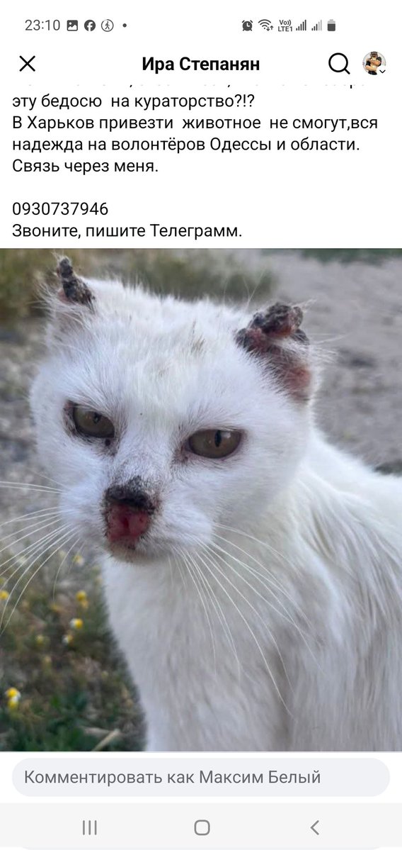 MBelyj2972's tweet photo. Кто готов помочь котику ? https://t.co/v4UYJ8izLG