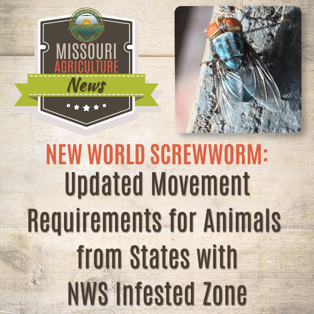 MoAgriculture's tweet photo. 📢Today, the Missouri Department of Agriculture and State Veterinarian Steve Strubberg, DVM updated animal movement requirements for animals coming into Missouri from states with New World Screwworm infested zones. Effective immediately, these changes shorten how far in advance Certificates of Veterinary Inspection (CVI) must be completed and alter entry permit requirements. Read the full release: https://t.co/RunDSlZJ5P