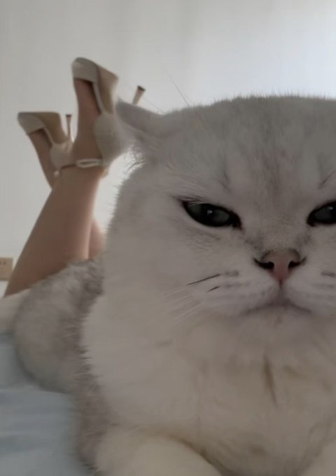 Qing_taurus's tweet photo. @nekokolife paw-reo https://t.co/xyx3e8Jcmn