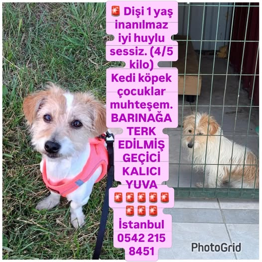 zllktlr's tweet photo. "Dişi 1 yaş inanılmaz iyi huylu sessiz. (4/5 kilo)
Kedi köpek çocuklar muhteşem.
BARINAĞA TERK EDİLMİŞ
GEÇİCİ KALICI ÇOK ACİL YUVA
İstanbul 0542 215 8451  https://t.co/M7mJYzBlak https://t.co/5D8ExTBPKl