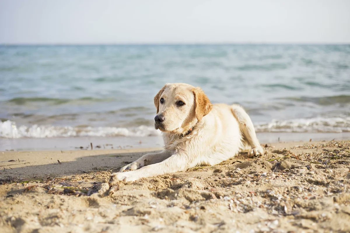 turismoER's tweet photo. #inEmiliaRomagna #RomagnaBeach
Cerchi una vacanza pet-friendly? 🐾
Cesenatico e i suoi dintorni ti aspettano con spiagge dedicate, percorsi nella natura, pinete e tante esperienze da vivere insieme al tuo migliore amico.
Scopri l’itinerario di 72 ore 👇
https://t.co/5Qz2FeHKGO https://t.co/OB9oF6b9Ni