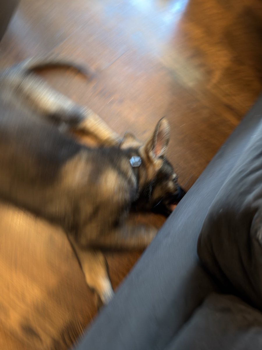solid_clay's tweet photo. her favorite game is to slide her elk antler under the couch every few minutes, so i have to lift up the couch and fish it out. this is my primary form of weight lifting now https://t.co/NLpOefydn0